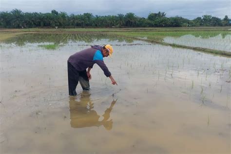 Ratusan Hektare Sawah Di Oku Timur Rusak Diserang Hama Relung Id