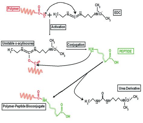 The Activation Carboxyl Group Of Polymers And Coupling With The Download Scientific Diagram