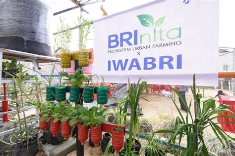 BRI Beraksi BRInita Membawa Perubahan Positif Dari Lahan Timbunan