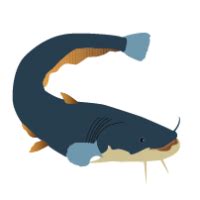 Catfish clipart vector, Catfish vector Transparent FREE for download on ...