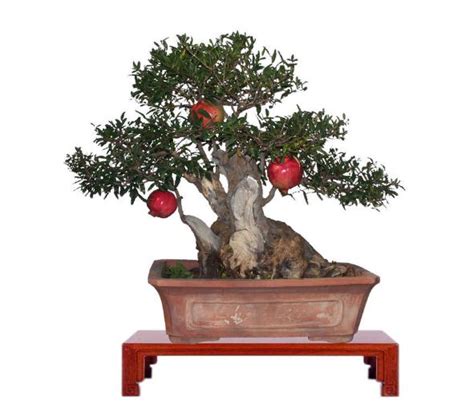 Pomegranate Bonsai Seeds Bell Garden Company Wholesale Plant Seeds