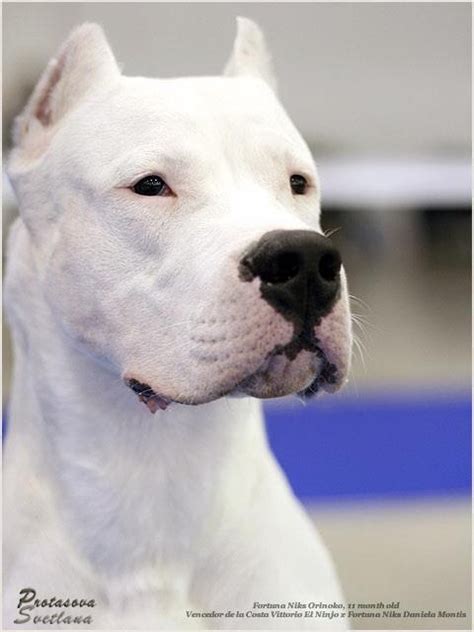 Dogo Argentino German Shepherd Mix