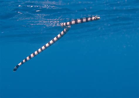 Banded Sea Snake Breathing At Surface Ha Apai Tonga Grid Arendal