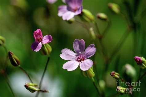 Wildflowers Close Up Photograph By Dylan Brett Pixels