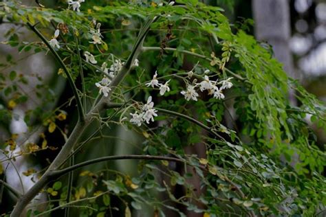 C Mo Sembrar Moringa En Casa Pasos Y Consejos