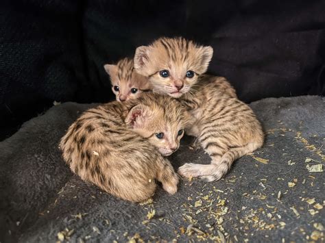 Sand Cat Triplets Born at the Zoo | North Carolina Zoo