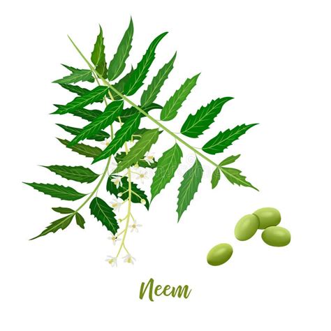 Rama Flores Y Vainas De La Hoja De Neem Para Los Cosm Ticos Naturales