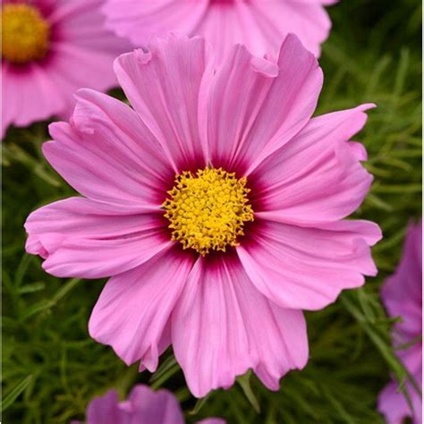 Cosmos Sonata Pink Blush