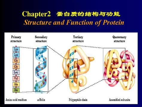 2 蛋白质的结构与功能word文档免费下载文档大全