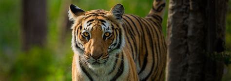 Top 20 Best Tiger Safari India Tours - Book Safaris Directly