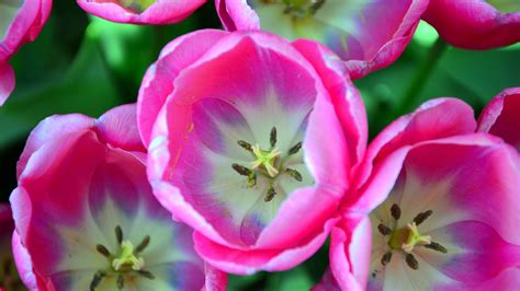 Tulips Pink Buds Close Up 4k Hd Wallpaper