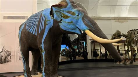 Riaperto Il Museo Regionale Di Scienze Naturali Con L Elefante Fritz