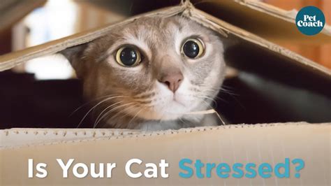 Signs Your Cat Is Stressed Youtube