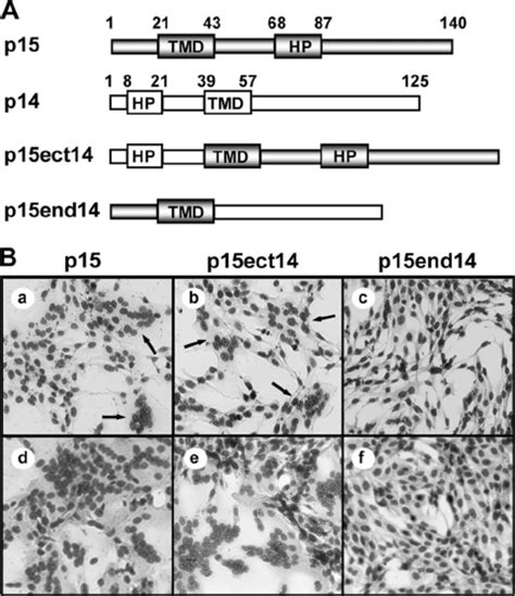 The P Fast Protein Is A Modular Fusogen A Linear Representation Of