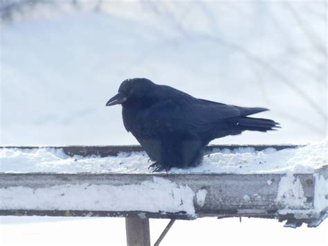 Bev's Nature Blog: Crow Communication