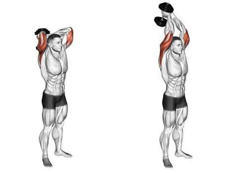 Dumbbell Overhead Tricep Extensions