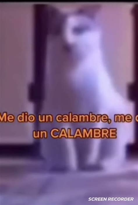 Memes De Gatos 🐱 Youtube