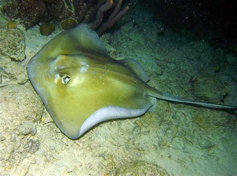 Southern Stingray | Animal Database | FANDOM powered by Wikia