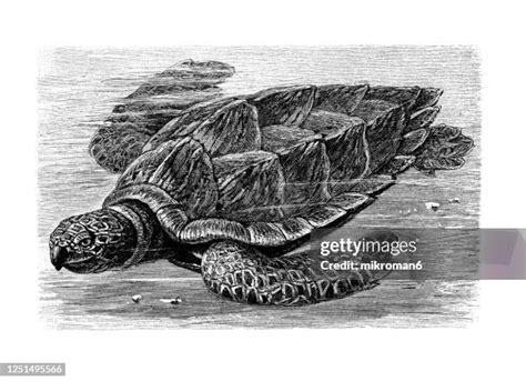 Sea Turtle Sketches Photos And Premium High Res Pictures Getty Images