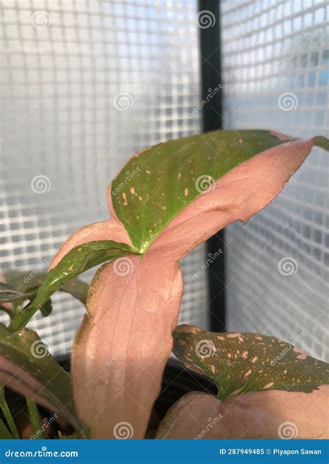 Syngonium Podophyllum Pink Allusion In My Garden Stock Image Image