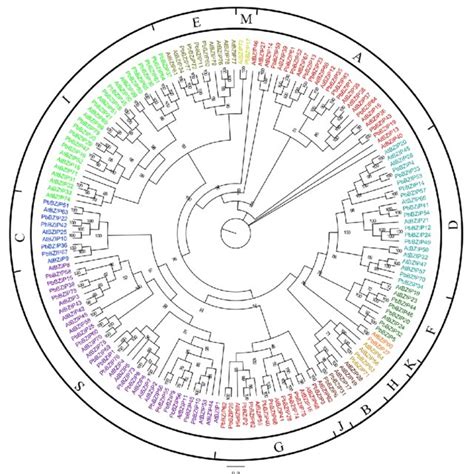 Phylogenetic Analysis Of Bzips From Pear And Arabidopsis Thaliana The