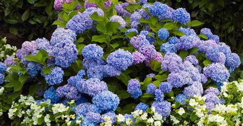 Beautiful Hydrangea Companion Plants