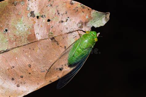 Green Cicada Dried Leaf Stock Photos Free And Royalty Free Stock Photos