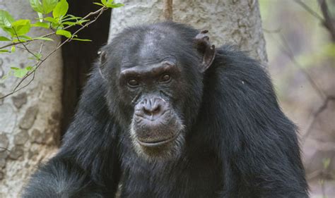 Dynasties on BBC: David Attenborough's touching tribute to David the ...