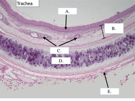 Lab 50 Part 3 Histology Structures Flashcards Quizlet