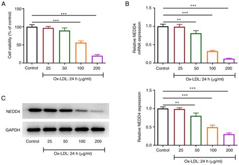 NEDD4 Attenuates Oxidized Lowdensity Lipoproteininduced Inflammation