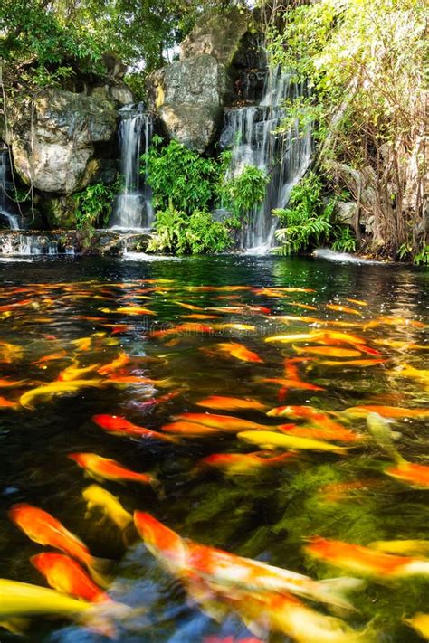 Koi Fish In Pond With Waterfall Stock Image Image Of Carp Meditation