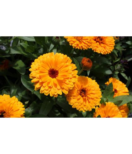 EPF Extrait De Plantes Fraiches BIO AB Calendula Dromessence