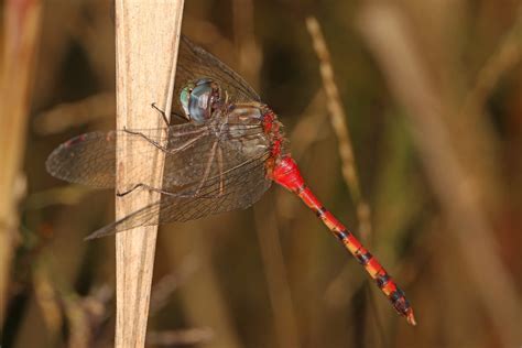 Blue Faced Meadowhawk Sympetrum Ambiguum Mason Neck Vi Flickr