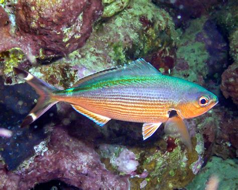 Le Fusilier De Suez Caesio Suevica Poissons Marins Vie Marine