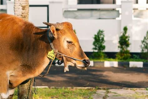 Village Cow Stock Photos Images And Backgrounds For Free Download