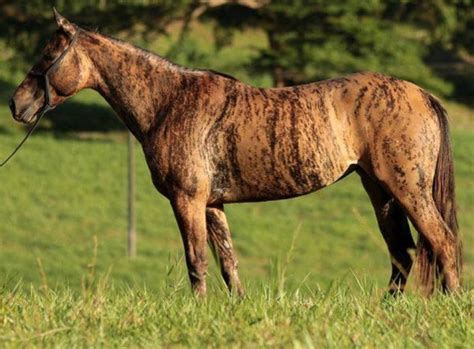 Horses With Unique And Beautiful Coats Brindle Horse Rare Horses Horses