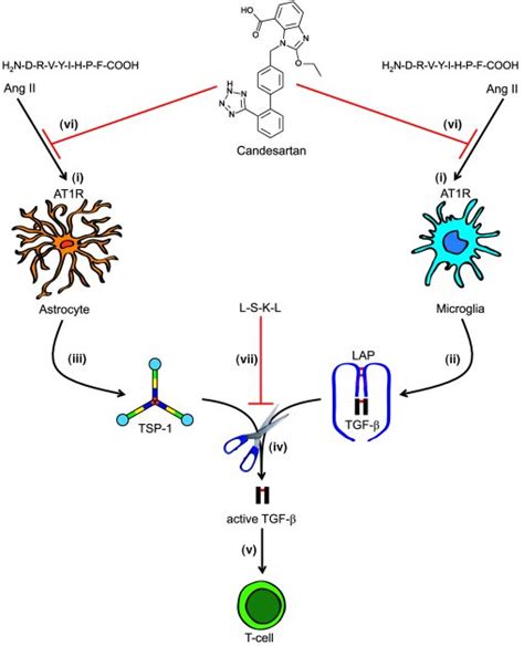 Jci Angiotensin Ii Sustains Brain Inflammation In Mice Via Tgf