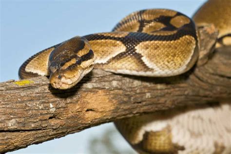 Corn Snake Vs Ball Python Which Makes A Better Pet Faq