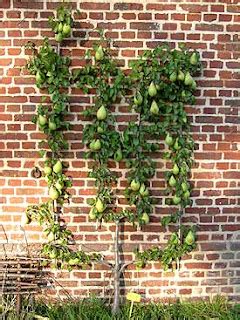 Espalier fruit trees: Art of Espalier Fruit Trees