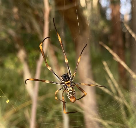 Tiger Spider From Assembly Street Salisbury QLD AU On May 9 2020 At