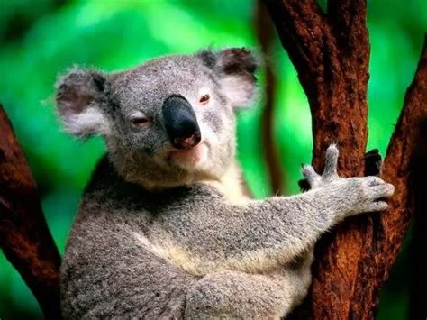 Alles über Koalas Wilde Tiere 2024