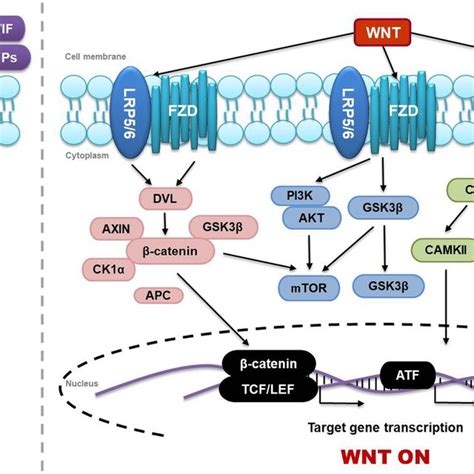 Offon State Of The β Catenin Dependent And β Catenin Independent Wnt Download Scientific