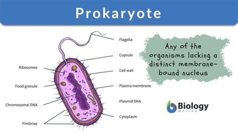 Cell Definition And Examples Biology Online Dictionary