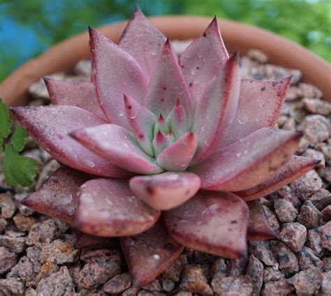 Echeveria Agavoides Taurus At Home A Photo On Flickriver