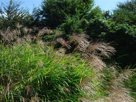 Miscanthus Sinensis Andersson