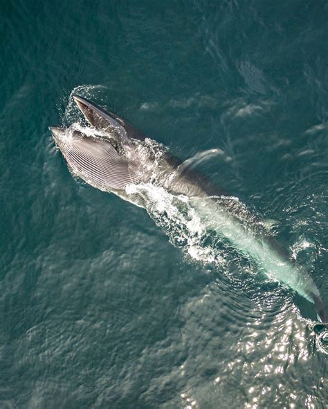 20 Heaviest Whales In the World - Hood MWR