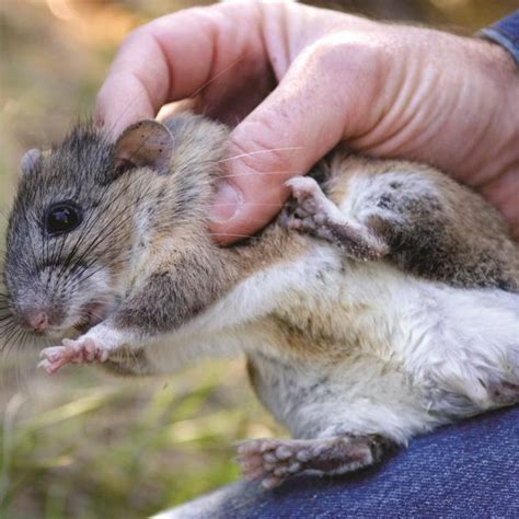 The tail length of the Bailey's eastern woodrat is less than the... | Download Scientific Diagram