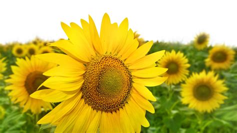 Vier Kerst Met De Zonnebloem Al Het Nieuws Uit West Betuwe