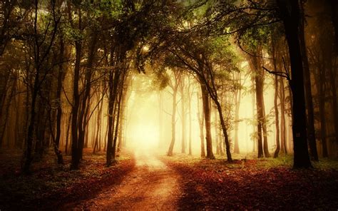 Sunlight Trees Landscape Forest Nature Branch Morning Mist