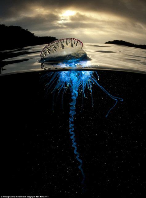 11 Man o war jellyfish ideas